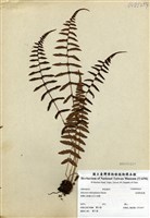 藏品(逆葉蹄蓋蕨)的圖片